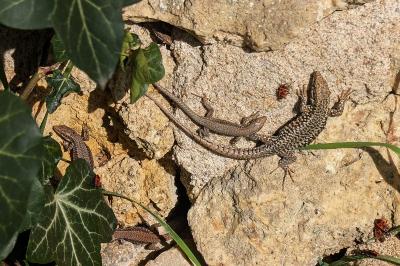 Lézard des murailles 