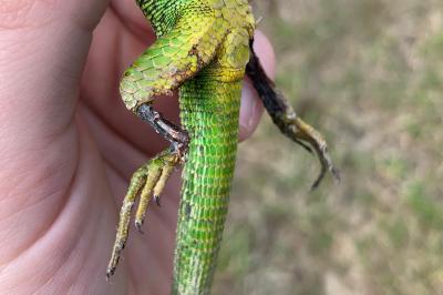 Lézard à deux raies 
