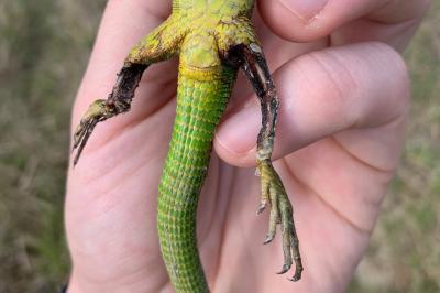 Lézard à deux raies 
