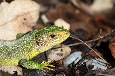 Lézard à deux raies 