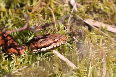 Vipera aspis