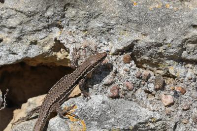 Lézard des murailles 