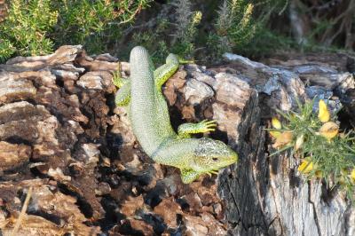 Lézard à deux raies 