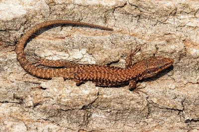 Lézard des murailles 