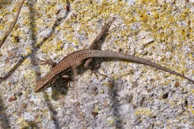 Lézard des murailles 