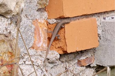 Lézard des murailles 