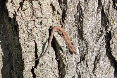 Lézard des murailles 