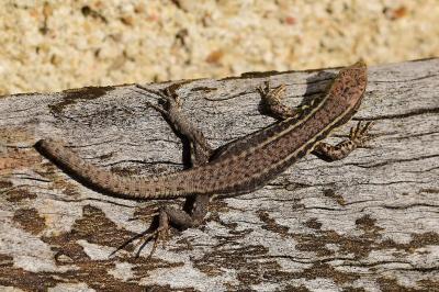 Podarcis muralis
