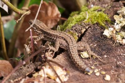 Lézard des murailles 