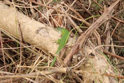 Lézard à deux raies 