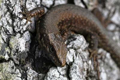 Lézard des murailles 