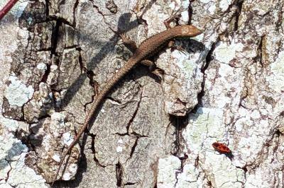 Lézard des murailles 
