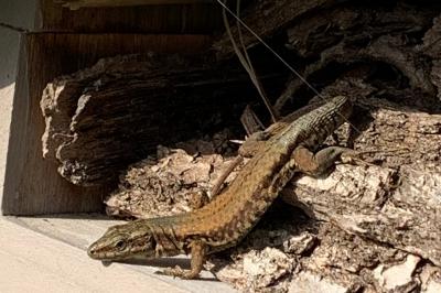 Lézard des murailles 