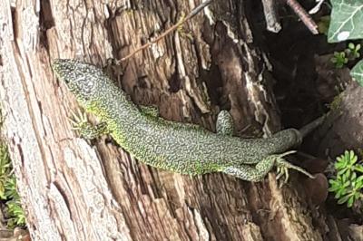 Lézard à deux raies 