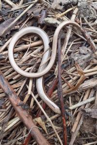 Orvet fragile 