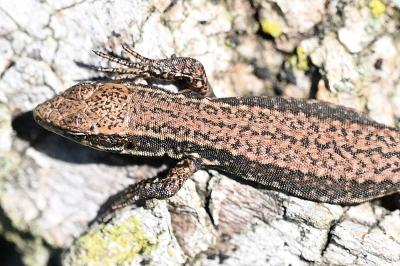 Lézard des murailles 