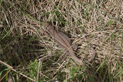 Lézard des murailles 