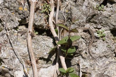 Lézard des murailles 