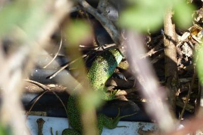 Lézard à deux raies 