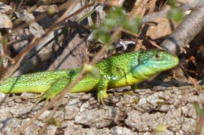 Lézard à deux raies 