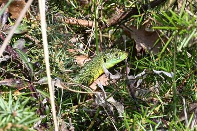 Lézard à deux raies 