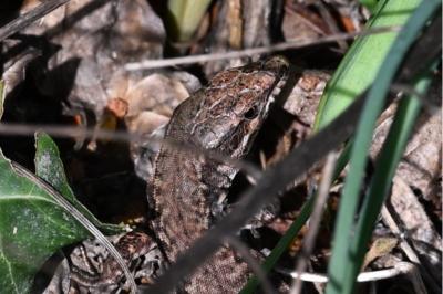 Lézard des murailles 