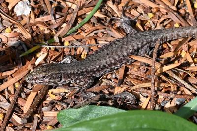 Lézard des murailles 