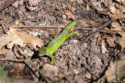 Lézard à deux raies 