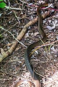 Couleuvre d'Esculape 