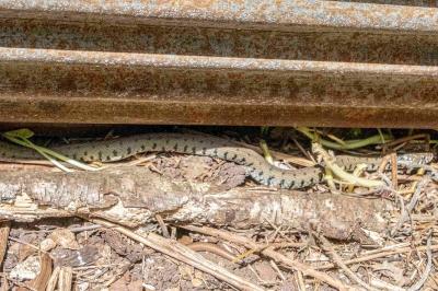 Couleuvre helvétique 