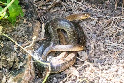 Couleuvre d'Esculape 