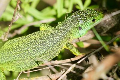 Lézard à deux raies 