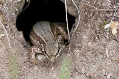Lézard des murailles 