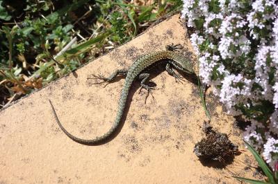 Lézard des murailles 
