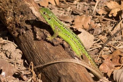 Lézard à deux raies 