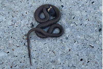 Couleuvre helvétique 