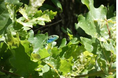 Lézard à deux raies 