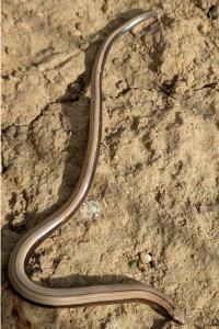 Orvet fragile 