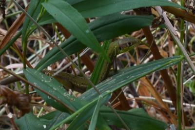 Lézard à deux raies 