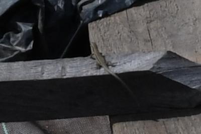 Lézard des murailles 