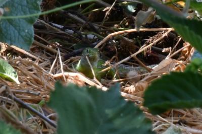 Lézard à deux raies 