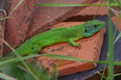 Lézard à deux raies 