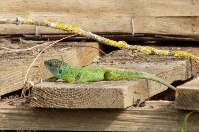 Lézard à deux raies 