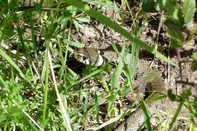 Couleuvre helvétique 