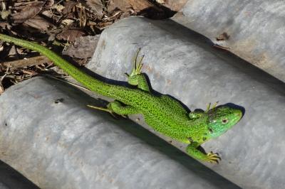 Lézard à deux raies 