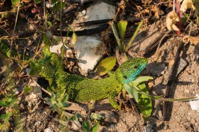 Lézard à deux raies 