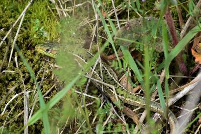 Lézard à deux raies 
