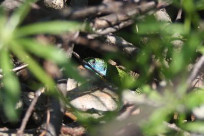 Lézard à deux raies 