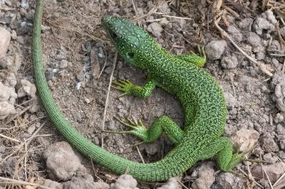 Lézard à deux raies 
