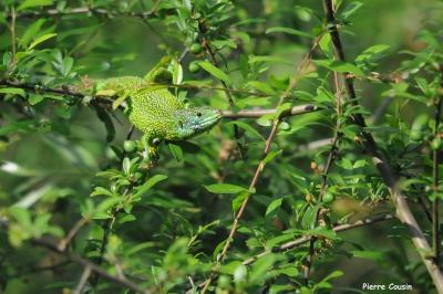 Lézard à deux raies 